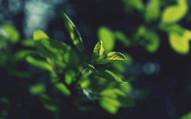 sunlight, leaves, nature, grass, plants, dark sunlight, leaves, nature, grass, plants, dark