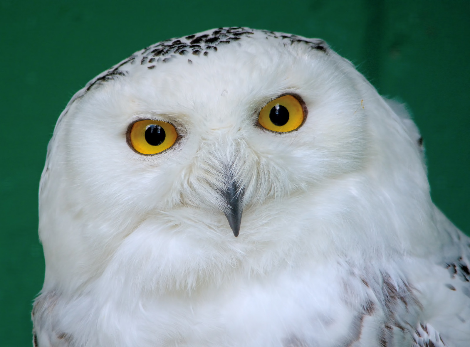 bílý, oči, Příroda, peří, žlutý, Volně žijících živočichů, Nikon, dravý pták, sova, jaro, Drsný, zobák, pták, oko, jazyk, Pírko, jaro, upřený pohled, fauna, sněžná Sova, nikond7100, zblízka, zajetí, přírodní historie, yelloweyes, sigma150500mm, Flecks, Lotherton, Birdgarden, čistě bílé, Lothertonhall, Blackpupil