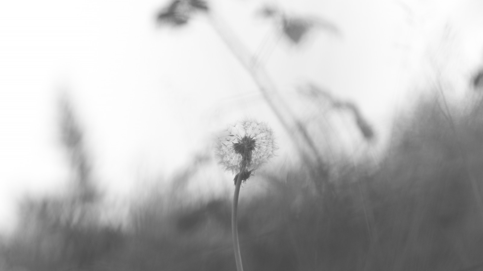 pampeliška, herbář, černobílý, soft focus, hloubka pole, bílý, květiny, rostliny