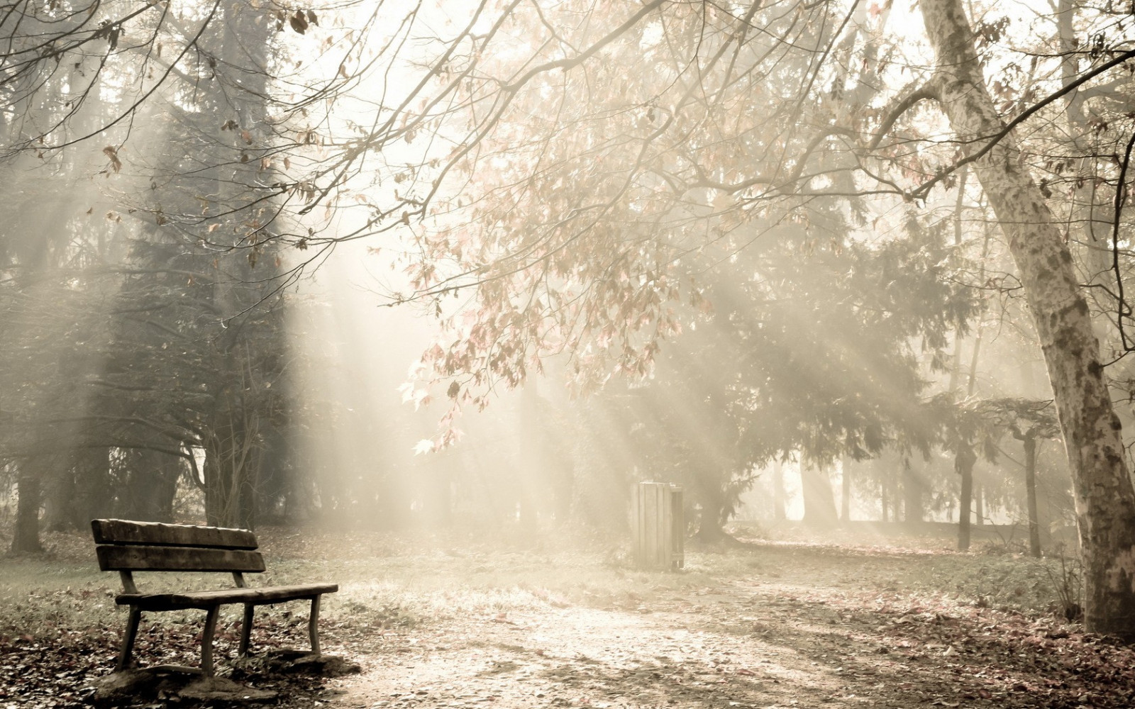 sollys, træer, Skov, natur, parkere, sne, vinter, fotografering, afdeling, morgen, tåge, frost, bænk, solstråler, Fryser, træ, efterår, tåge, blomst, vejr, sæson, skov, levested, atmosfærisk fænomen, vedplante