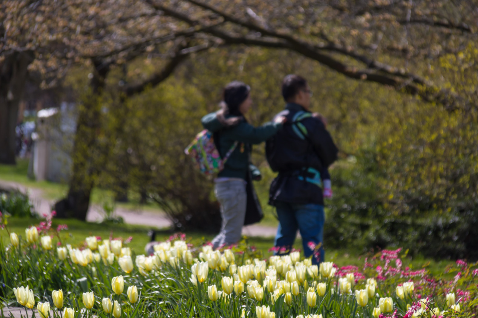 giardino, erba, verde, fiorire, primavera, albero, autunno, foglia, fiore, pianta, tulipano, flora, blomma, Malmo, Slottsparken, Tulpan, prato, prato, botanica