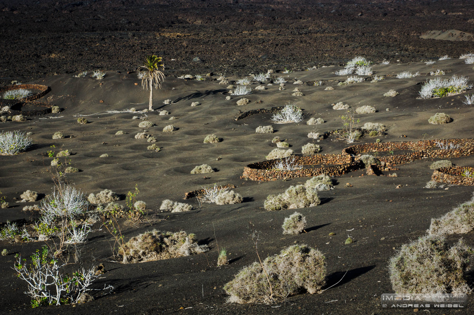 andy, landdistrikterne, fotografering, lava, øer, landskabet, fotograf, Lanzarote, Canarias, andreas, Palme træ, felter, Cultivos, kanariefugl, vulkaner, Fotografia, Palmera, Islas, fotografo, abandonado, imedia, Higueras, figtrees, volanes, andreasweibel, imediafotocom