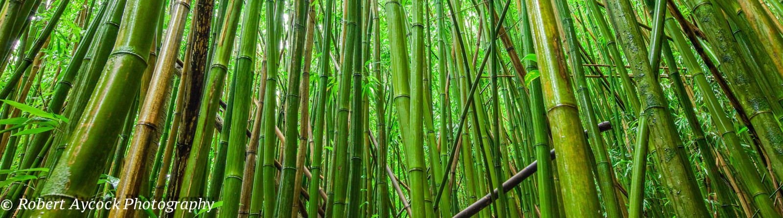 bambus, vegetace, tráva rodina, tráva, závod stonek, biome, les, chrysopogon zizanioides, prales, Phragmites