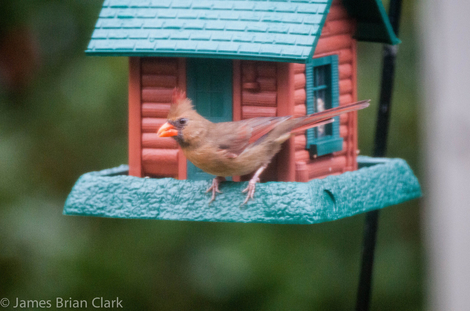 les, ilustrace, ptactvo, zvěř, Příroda, Červené, sedící, peří, zelená, Volně žijících živočichů, popel, vektor, Cardinals, životní prostředí, Pěvec, jeřáb oskeruše, strom, zvíře, roztomilý, rostlina, pták, divoký, bobule, sezóna, severní, kardinál, Pozadí, křídlo, symbol, mužský, fauna, grafický, modrý pták, influenza, prohlížení pták, ptačí krmítko, chomáč, northerncardinal, zpěvní ptáci, hejl, cardinalis, redbirds, matesforlife, northerncardinals