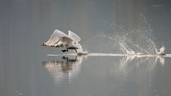 birds, animals, water, nature, reflection, swan