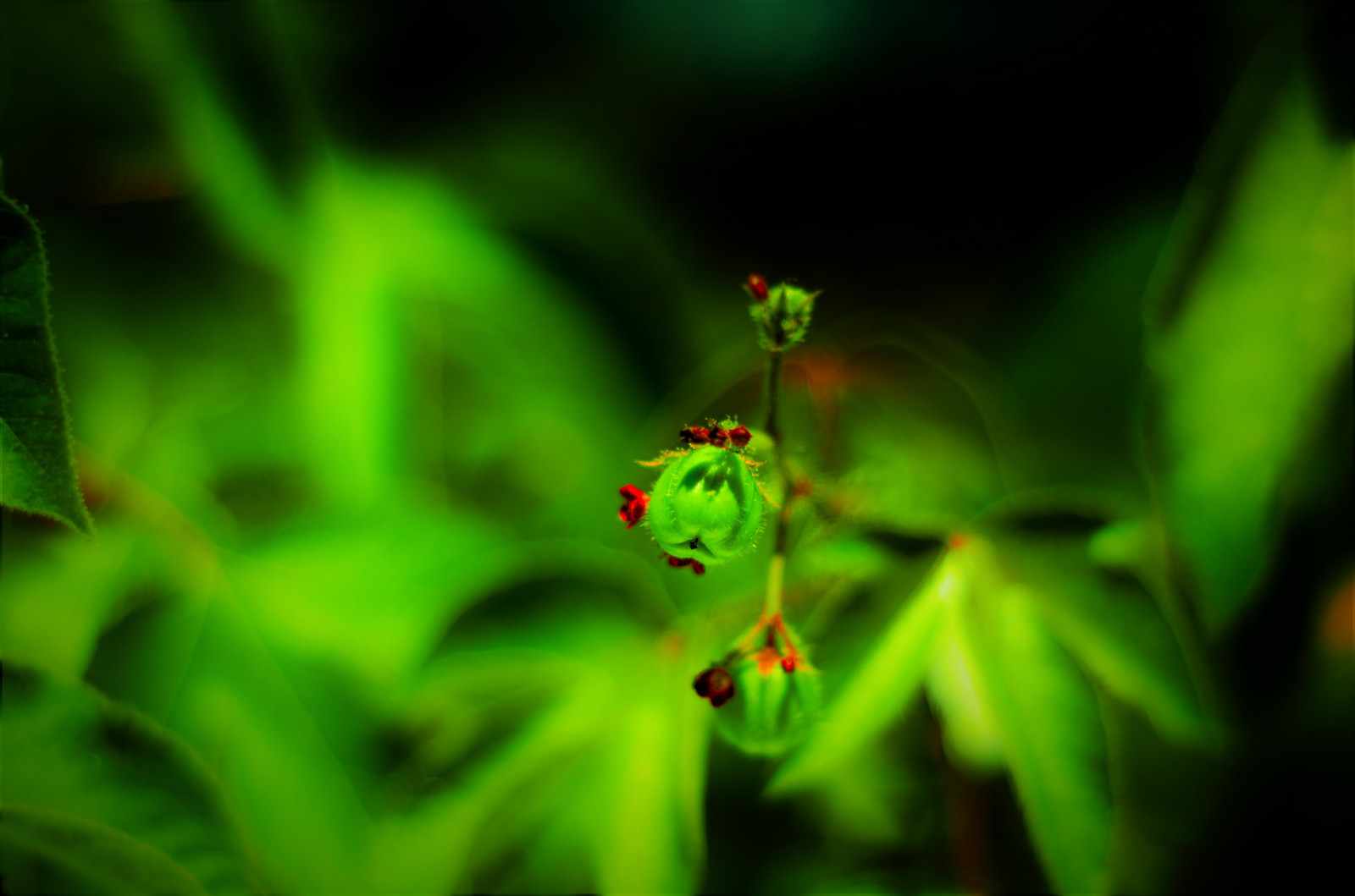 natura, fotografia, macro, insetto, verde, rana, anfibio, luce naturale, bokeh, giungla, acquario, foglia, fiore, flora, fauna, avvicinamento, fotografia macro, invertebrato, raganella