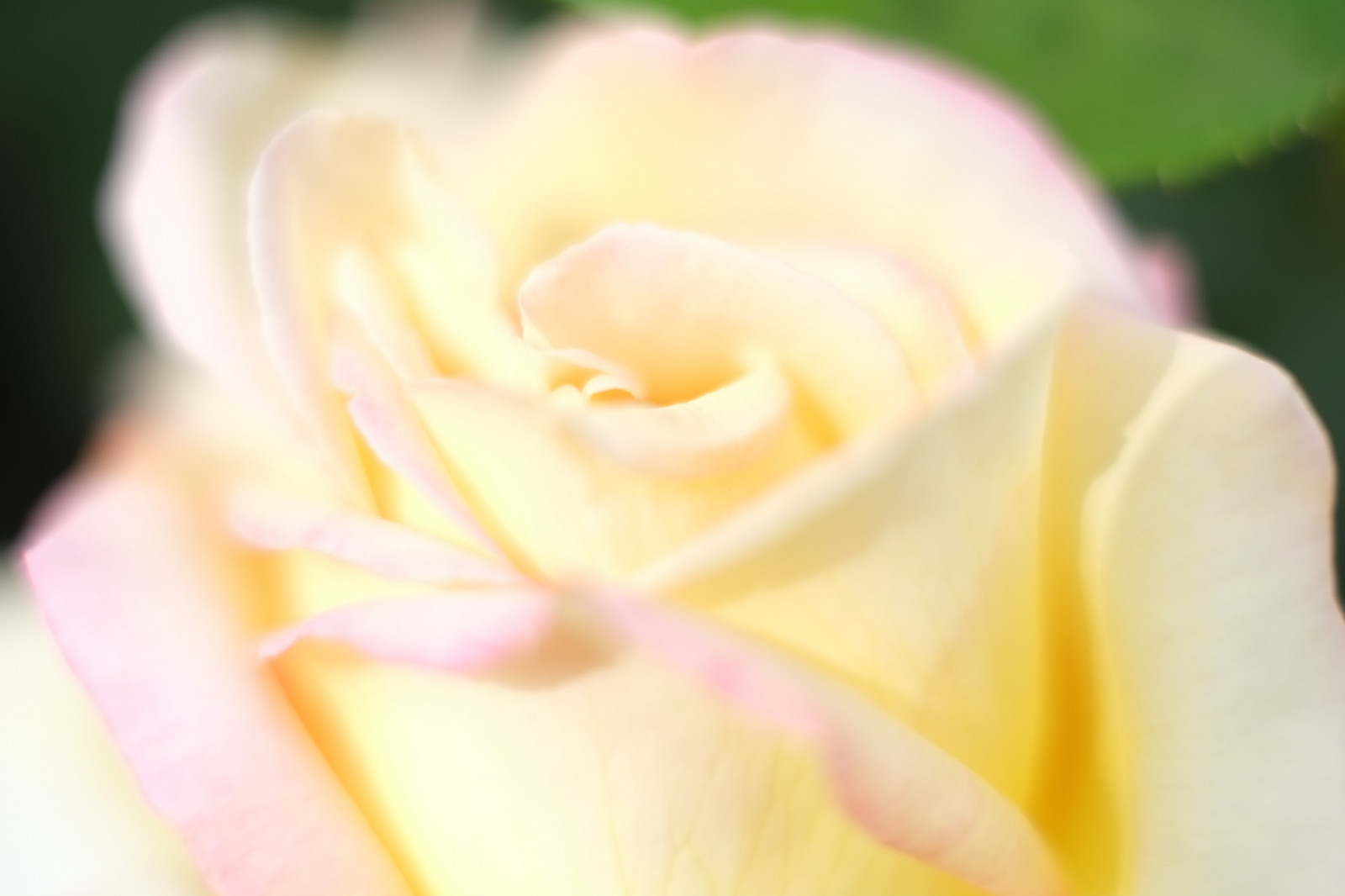 fotografování, žlutý, růže, Tokio, Fujifilm, květ, rostlina, okvětní lístek, Fujinon, Shinjuku, xpro1, xf, xf35mmf14r, x, shinjukugyoen, xf35mm, mcex, mcex11, suchozemská rostlina, kvetoucí rostlina, zblízka, makro fotografie, závod stonek, zahradní růže, růže rodina, růže objednávka