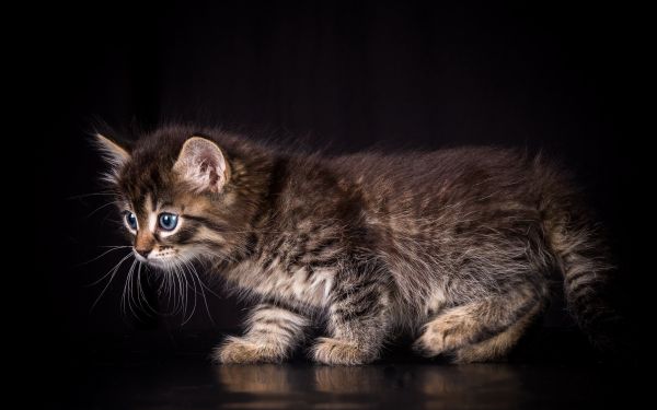 2560x1600 px,animal,animals,beautiful,cat,cats