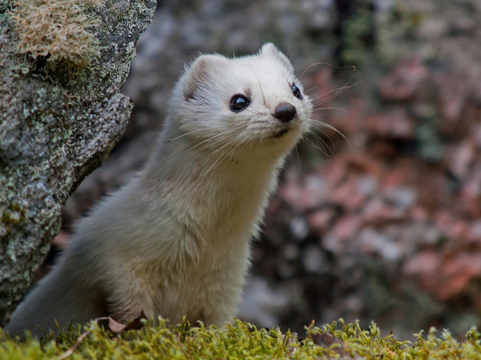 Wallpaper 1920x1438 px, animal, FEED, grass, green, hd, nature