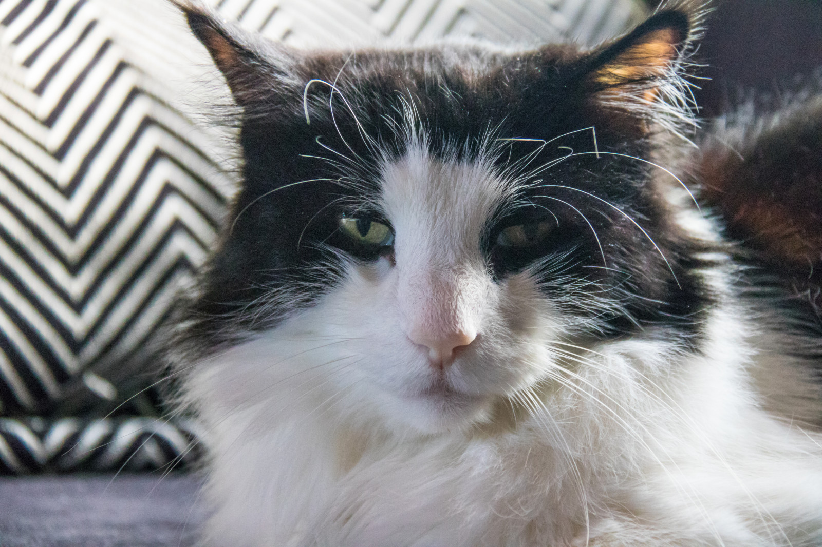 Gatito Rambo Fondos de pantalla : blanco, gato, nariz, bigotes, Maine Coon, Rambo ...