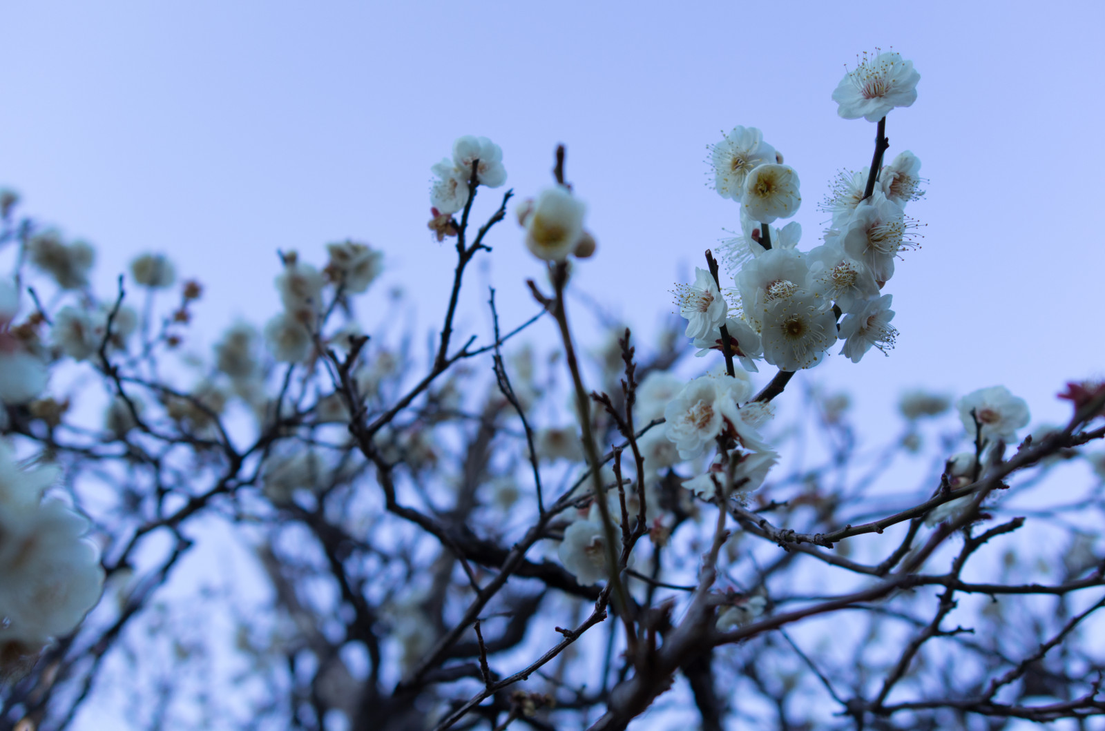 Japonsko, slunečnímu záření, Příroda, nebe, sníh, zima, větev, mráz, Třešňový květ, květ, jaro, Leica, Tokio, jp, strom, list, květ, rostlina, sezóna, švestka, UME, flóra, T, Ikegami, japaneseapricot, leicat, summicront235, Summicron, t235, ikagamiplumpark, botanika