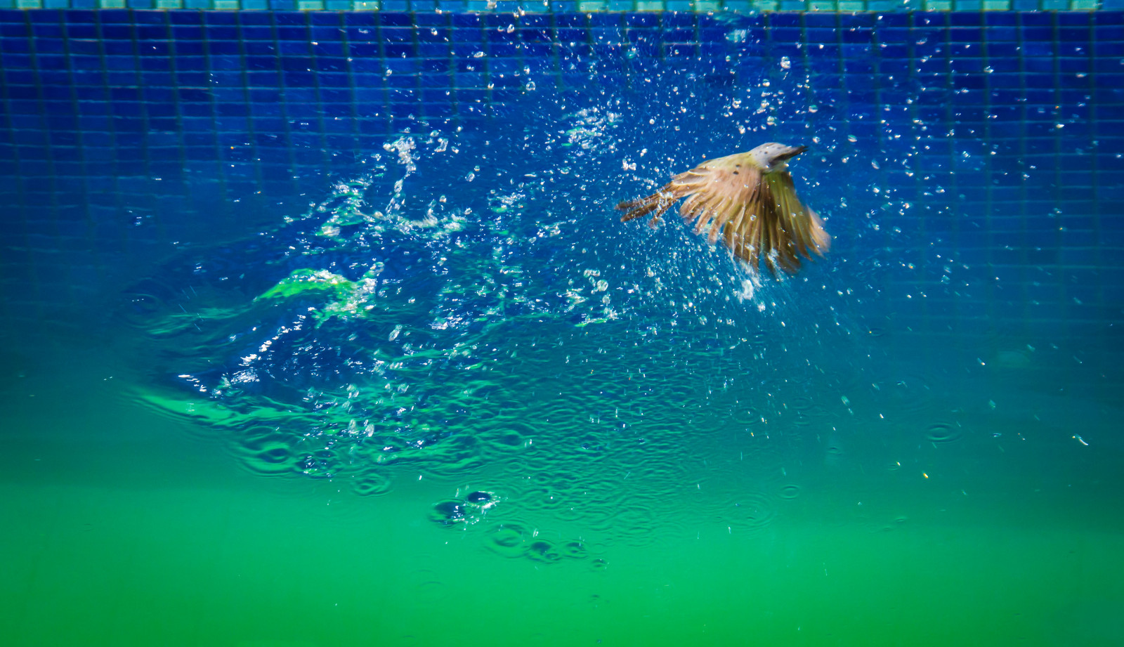 moře, galaxie, voda, Ryba, Pod vodou, , moment, magicmomentsinyourlifelevel1, rememberthatmomentlevel1, natureandpeopleinnature, me2youphotographylevel1, natureplus, panoramafotografico, pamatovat, že, cena, mořská biologie, organismus