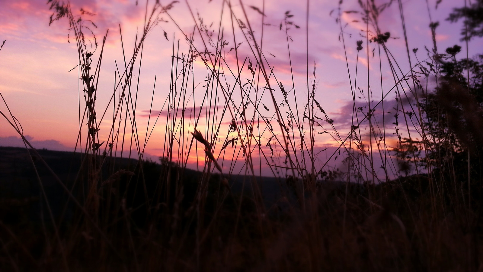 3264x1836 px, erba, natura, cielo, tramonto