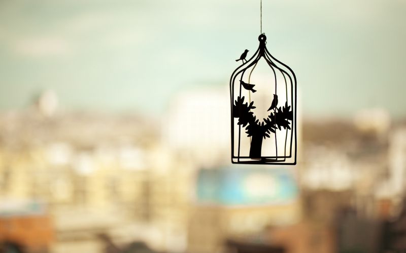 trees, birds, depth of field, cityscape, photography, white trees, birds, depth of field, cityscape, photography, white