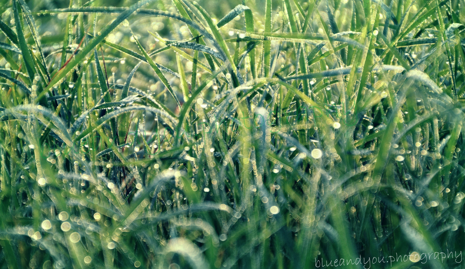 krajina, voda, tráva, pole, zelená, Nikon, mokrý, rosa, Žito, Landschaft, rostlina, kapky, gr n, zemědělství, Báječné, gras, oříznutí, tráva rodina, Phragmites, potravy zrní, zboží, triticale, vlhkost, blueandyouphotography, Trpfen