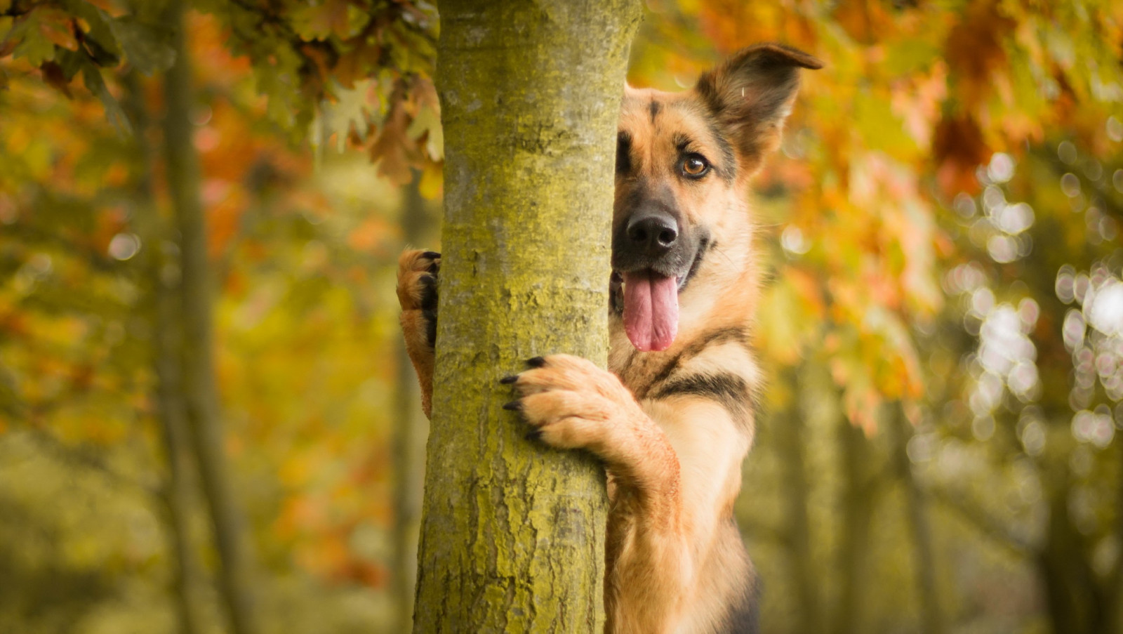 Wallpaper trees, forest, animals, depth of field, wildlife, tongues