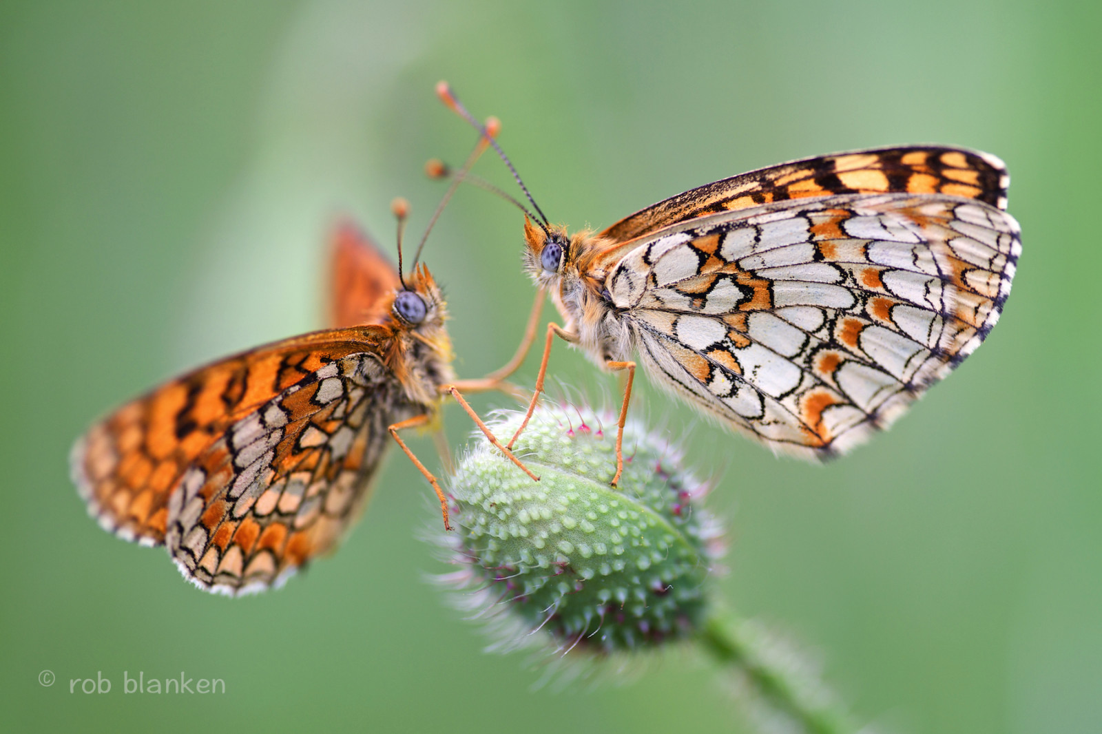 Wallpaper : insect, wildlife, moth, nikond800, macro photography ...
