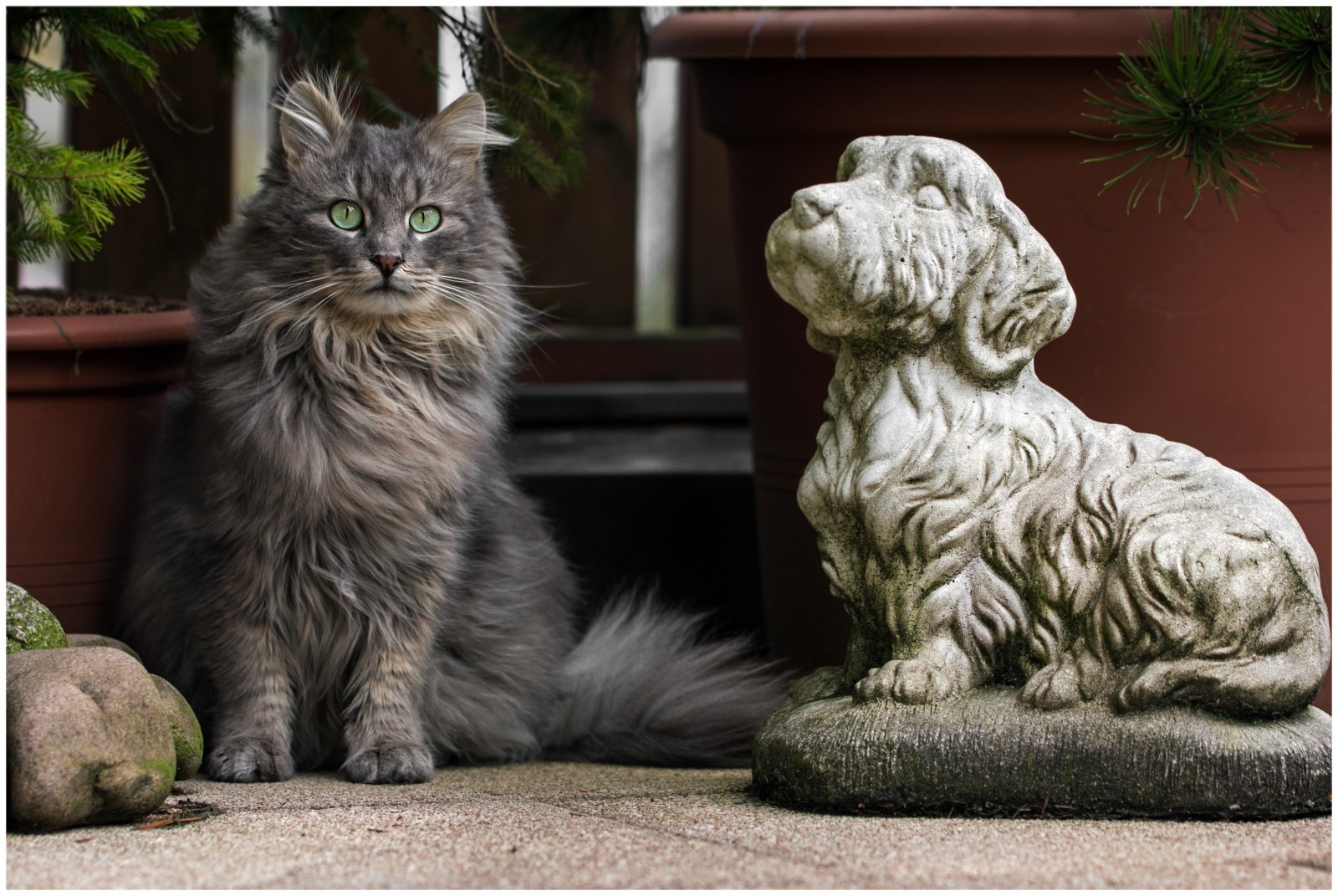 Wallpaper pet, animal, cat, garden, feline, chat, Kitty, gato, katze
