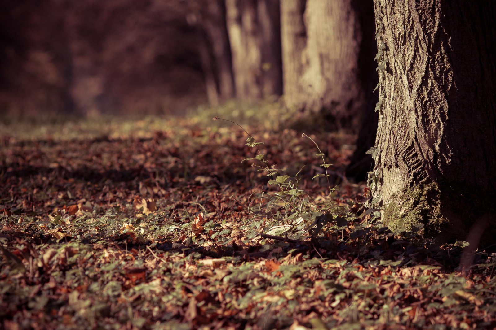 Frankrig, efterår, automne, Canon, død, blad, dOF, udendørs, Adobe, Versailles, slot, parc, Lightroom, boma, forudindstillet, feuillesmortes, dfoto, adobelightroom, canonef135mmf2lusm, 78000, canonef135mmf20lusm, EOS7D, mygearandme