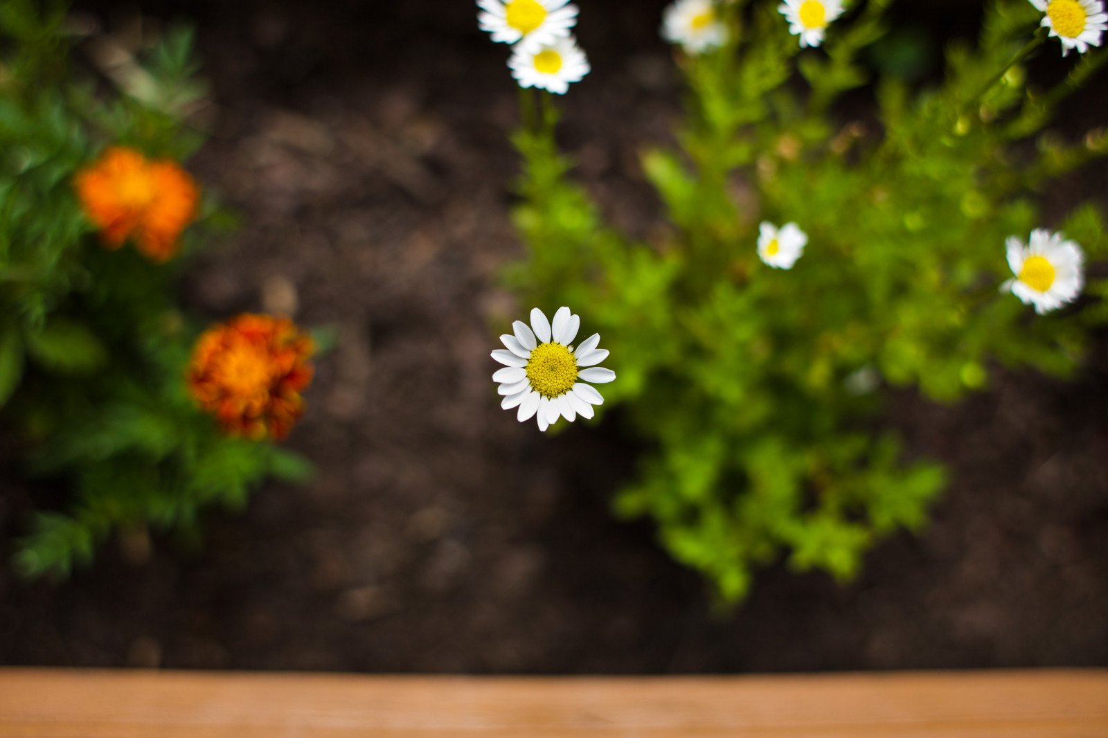 Fotoaparát, květiny, světlo, oranžový, květ, barva, zelená, Příroda, květinový, listy, žlutý, Kánon, objektiv, označit, 5, 28mm, Adobe, 5 d, Lightroom, markii, Mark2, canon5dmarkii