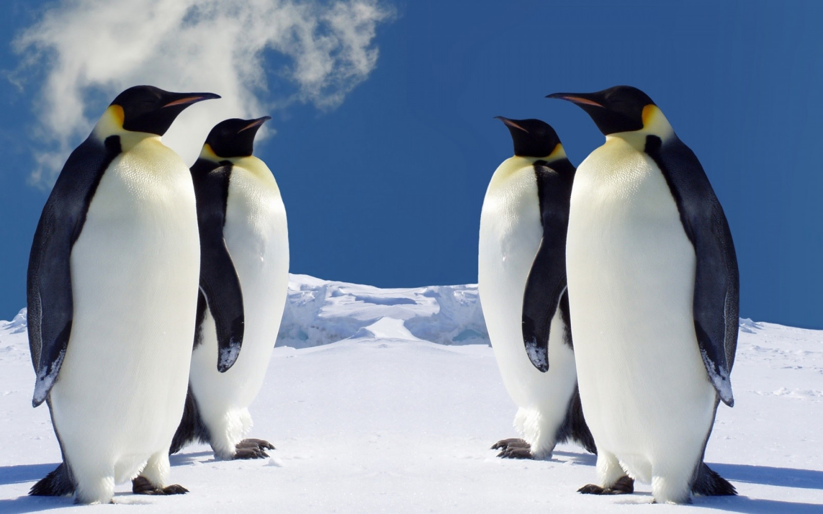păsări, pinguini, animale, Pinguin, cioc, pasăre, faună, pasăre care nu zboară, animale vertebrate, rege pinguin