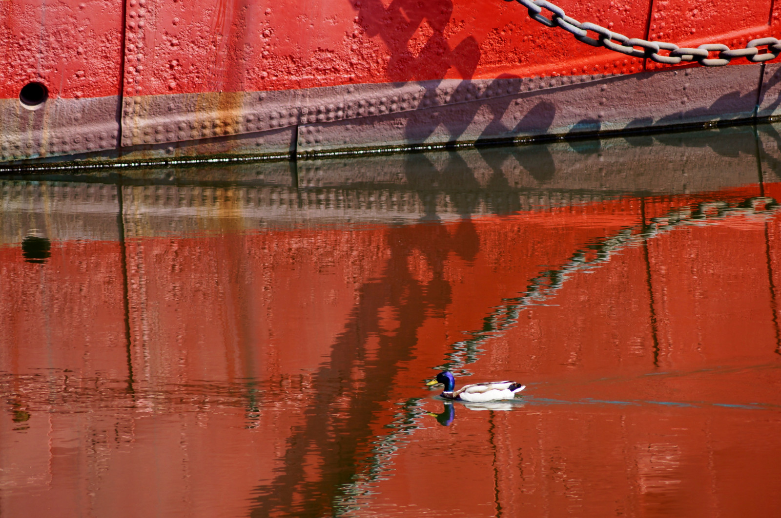 Červené, růž, kachna, Belgie, Belgique, belgie, prozkoumat, Antverpy, reflets, Antwerpen, kachna, Anvers, prozkoumal, Bonapartedok, flickraward, flickraward5, flickrawardgallery