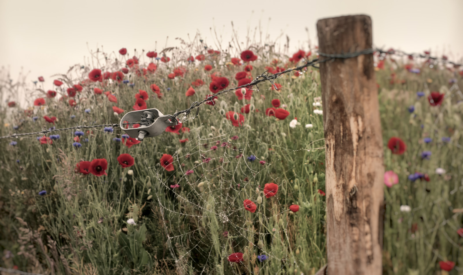 blomster, hegn, edderkoppespind, spindelvæv, valmue, valmuer, pigtråd, Krydderurt, HFF, nederlandvandaag, fencefriday, fencedfriday