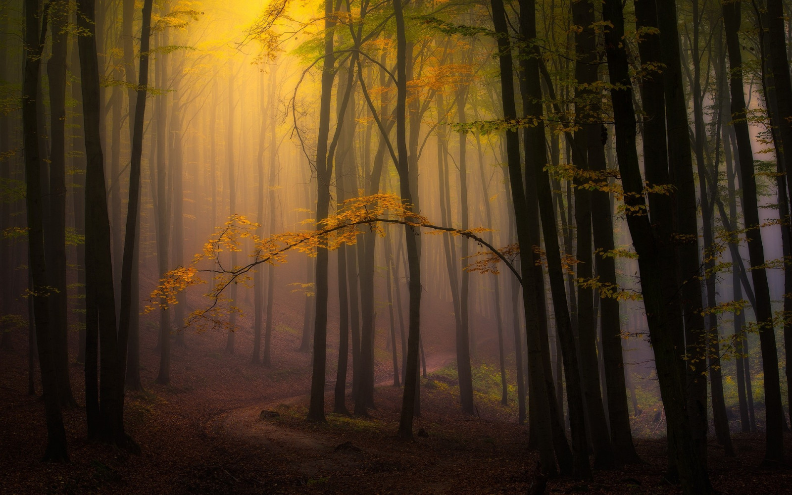 slunečnímu záření, stromy, krajina, les, podzim, listy, Příroda, větev, ráno, mlha, atmosféra, džungle, cesta, světlo, strom, podzim, list, rostlina, sezóna, tma, zálesí, místo výskytu, přírodní prostředí, atmosférický jev, dřevina, závod stonek