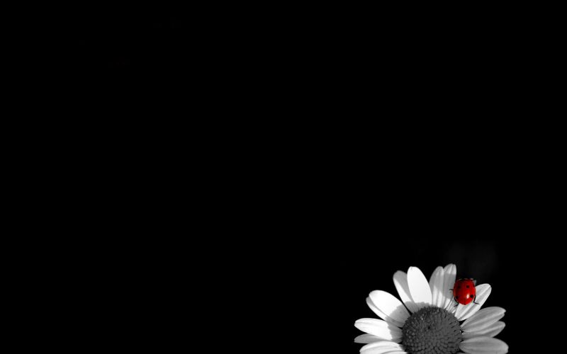 black, monochrome, black background, darkness, flower, petal