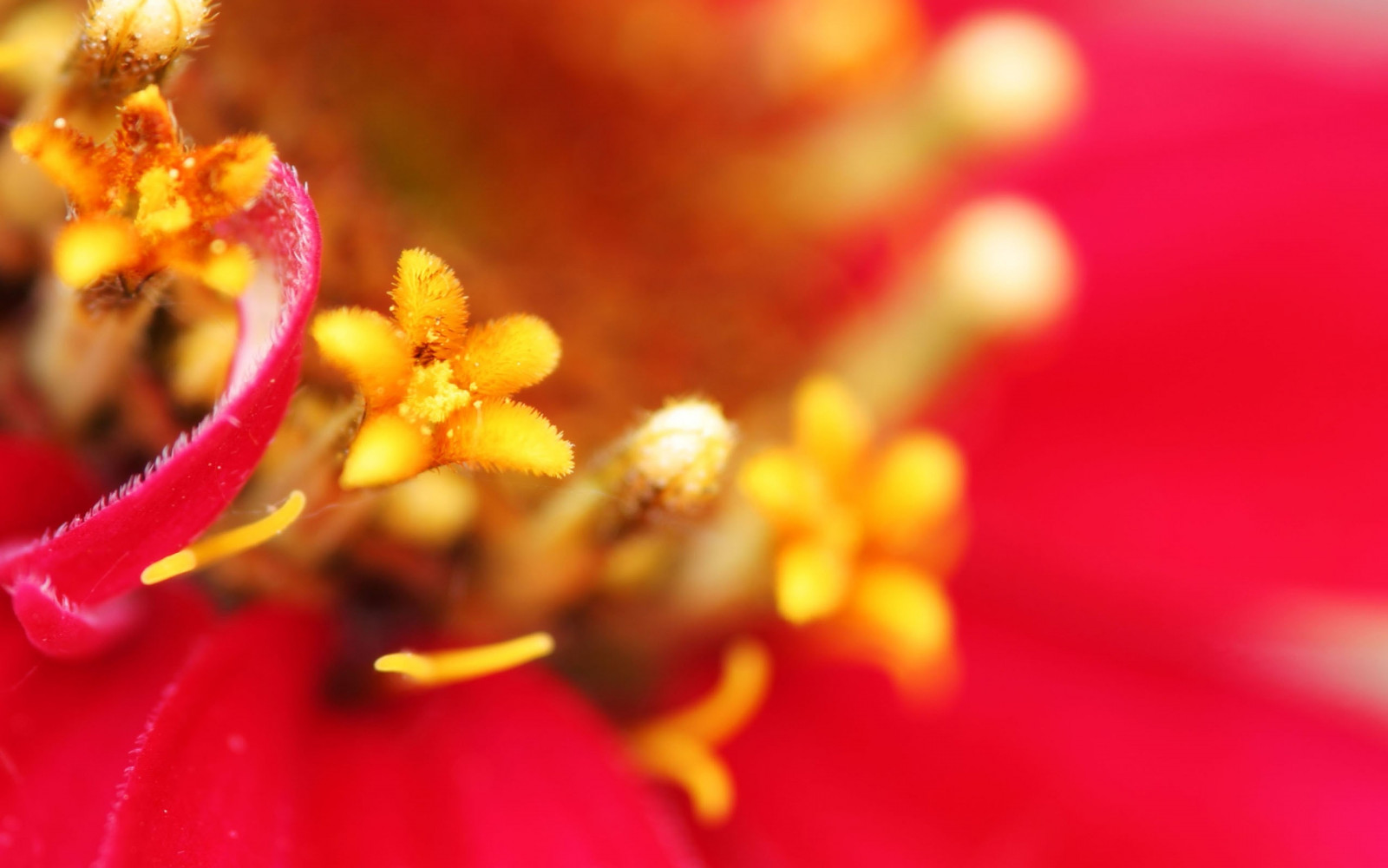 Červené, fotografování, makro, větev, žlutý, Lístky, pyl, květ, růžový, podzim, list, květ, rostlina, flóra, okvětní lístek, vyrobit, suchozemská rostlina, kvetoucí rostlina, zblízka, makro fotografie, nektar