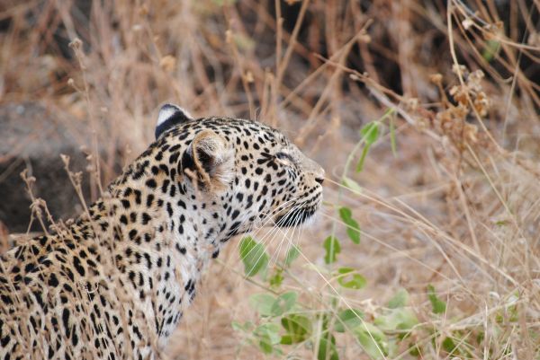 leopard,predator,muzzle