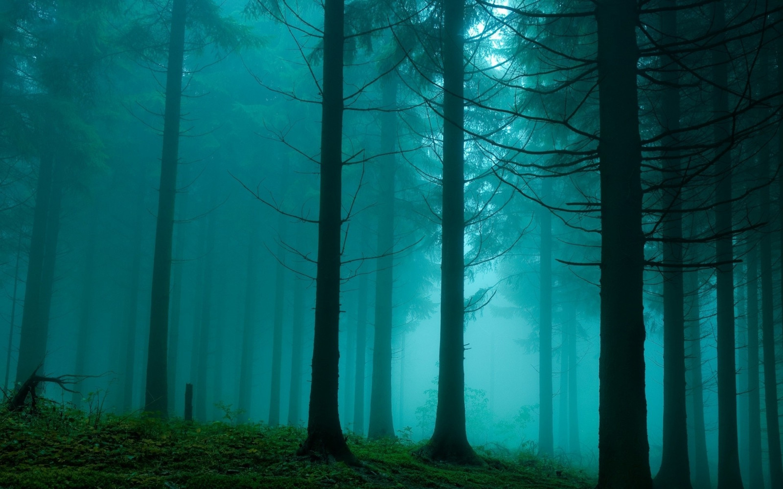 solljus, skog, natur, reflexion, grön, blå, dimma, atmosfär, Aurora, träd, mörker, skärmdump, livsmiljö, naturlig miljö, atmosfärs fenomen, dator tapet, ekosystem