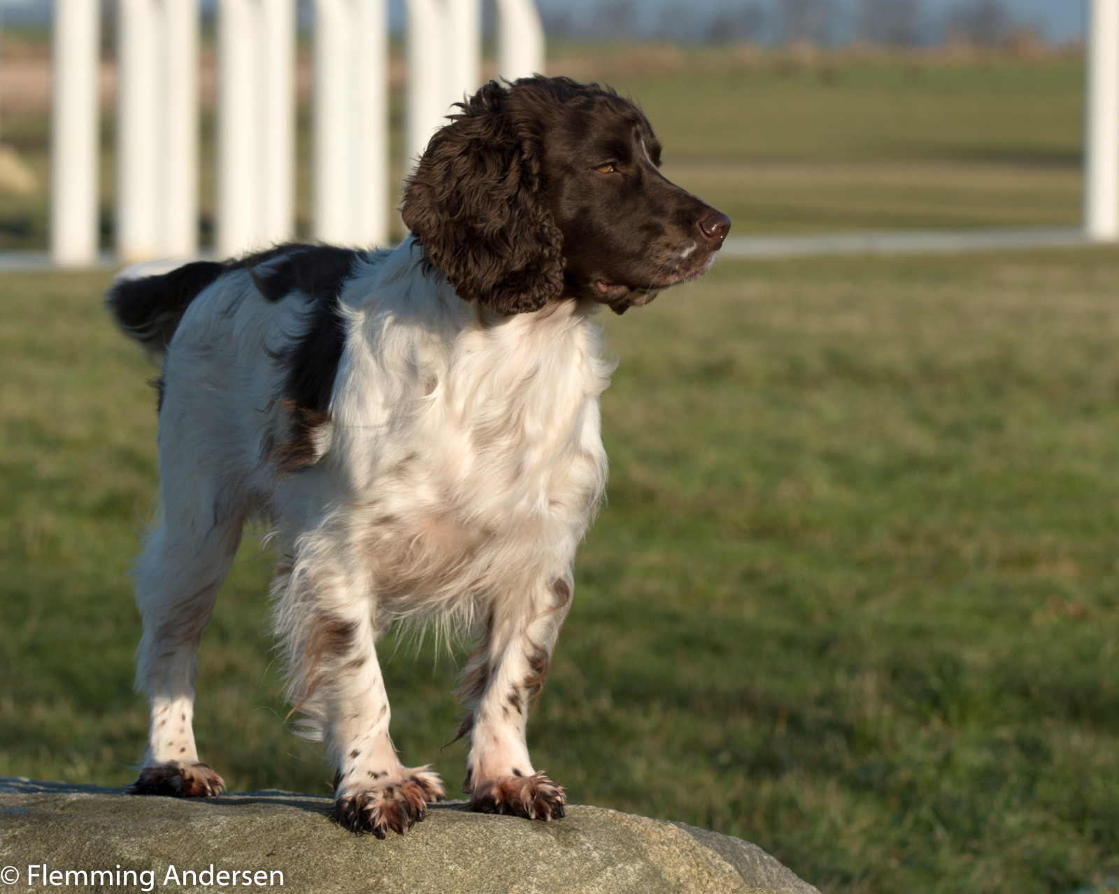 Wallpaper animal, cocker, ft, outdoor, spaniel, zigzag, dog, hund
