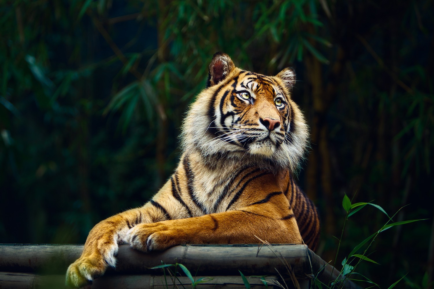 állatok, természet, tigris, vadvilág, nagymacskák, Állatkert, pofaszakáll, dzsungel, fauna, emlős, gerinces, macska, mint emlős
