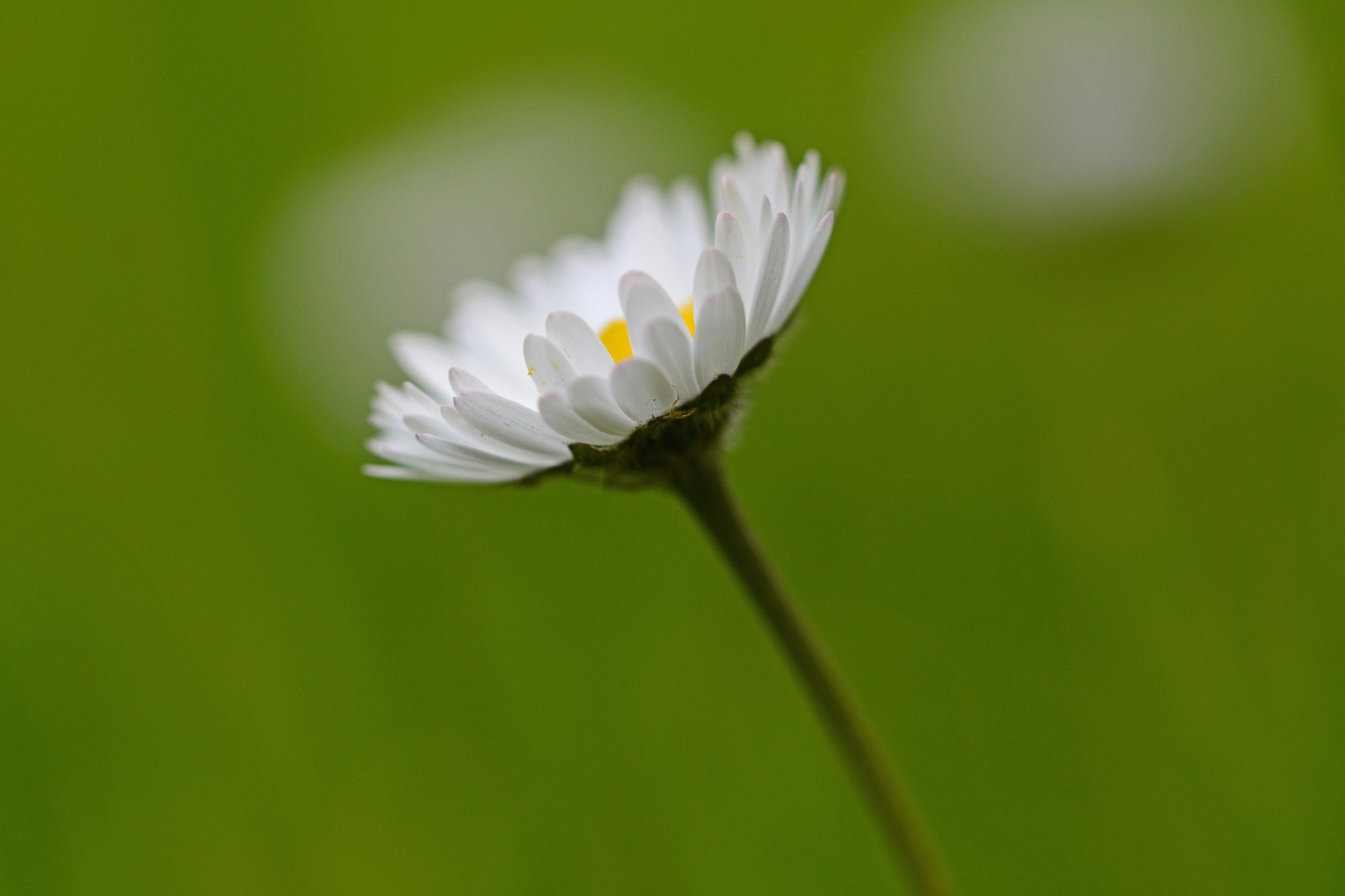 Hintergrundbilder : Sonnenlicht, Blumen, Natur, Liebe, Gras, Himmel,  Fotografie, Makro, Fotograf, Atmosphäre, Nikon, Leben, Stockholm, Schweden,  Frühling, Perspektive, Sehr klein, Gänseblümchen, Winkel, KUNST, Licht,  schön, Tamron, weich, Prime, nackt ...