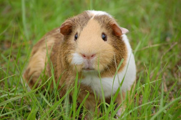 whiskers,grass,rodent,grassland,pasture,meadow
