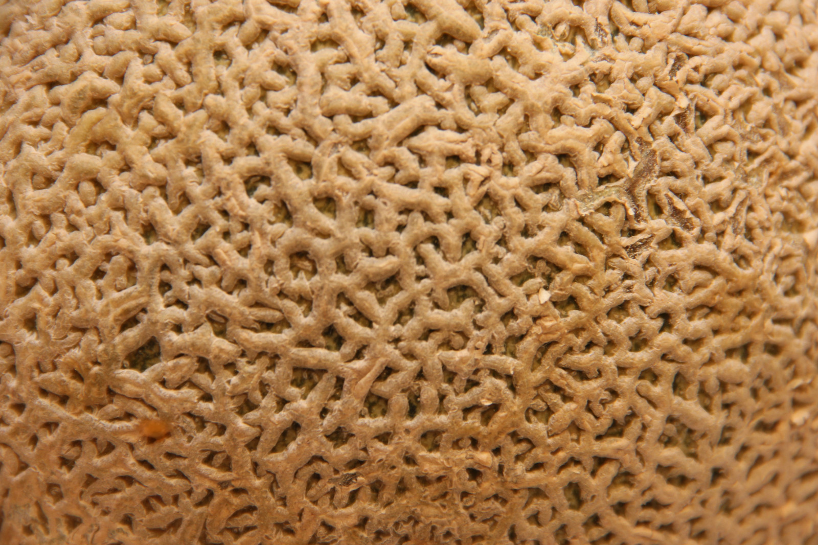 frugt, mønster, struktur, uld, tæppe, hækling, KUNST, materiale, design, overflade, melon, landbrug, tekstil, græs familie, gulve, strikning