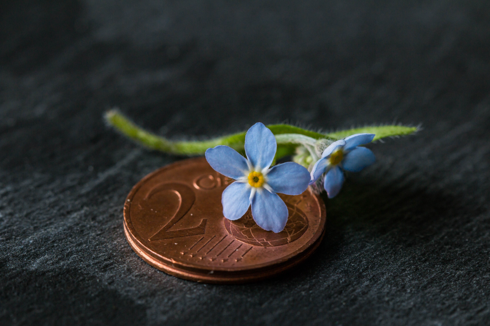i soldi, fiore, macro, fleur, moneta, non ti scordar di mé, pezzo, fiore, Nomeolvides, Munt, myosotis, Vergeetmijnietje, Nontiscordardime, Niezapominajki, Muntstuk, macromondays, Vergissmichnicht, Pi cedemonnaie, smallerthanacoin