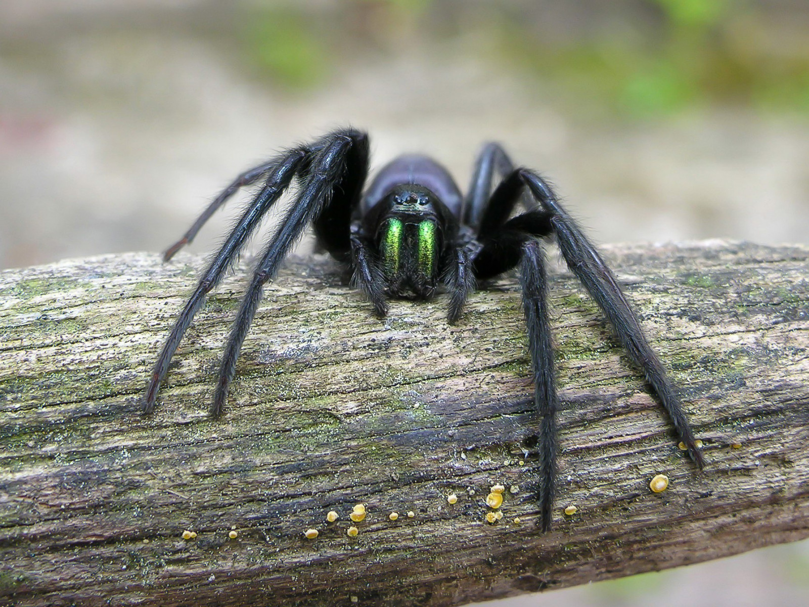zvěř, Příroda, fotografování, hmyz, zelená, Volně žijících živočichů, pavouk, pavoukovec, fauna, zblízka, makro fotografie, bezobratlý, členovců