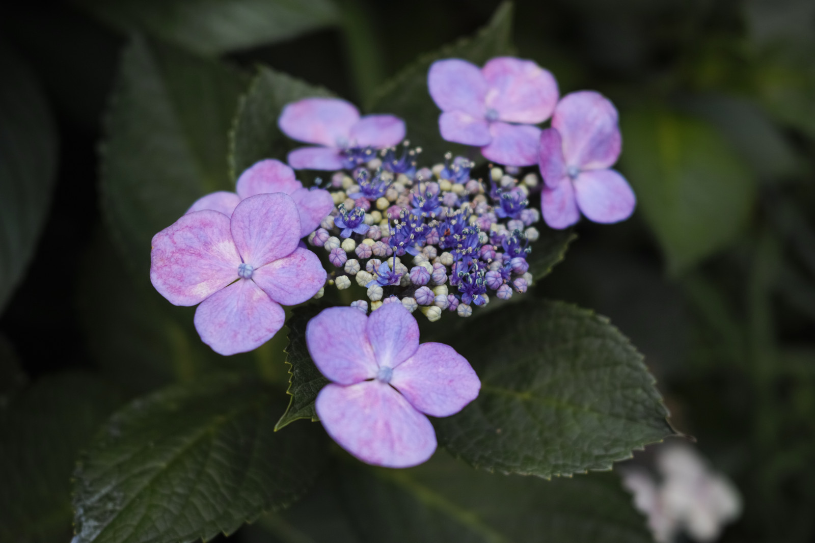 Quattro, โตเกียว, ไฮเดรนเยีย, ดอกไม้, ปลูก, พืช, กลีบดอก, sigma, DP, dp2, dp2quattro, dp2q, พฤกษศาสตร์, โรงงานที่ดิน, พืชดอก, Hydrangeaceae, โรงงานประจำปี, cornales, Hydrangea Serrata