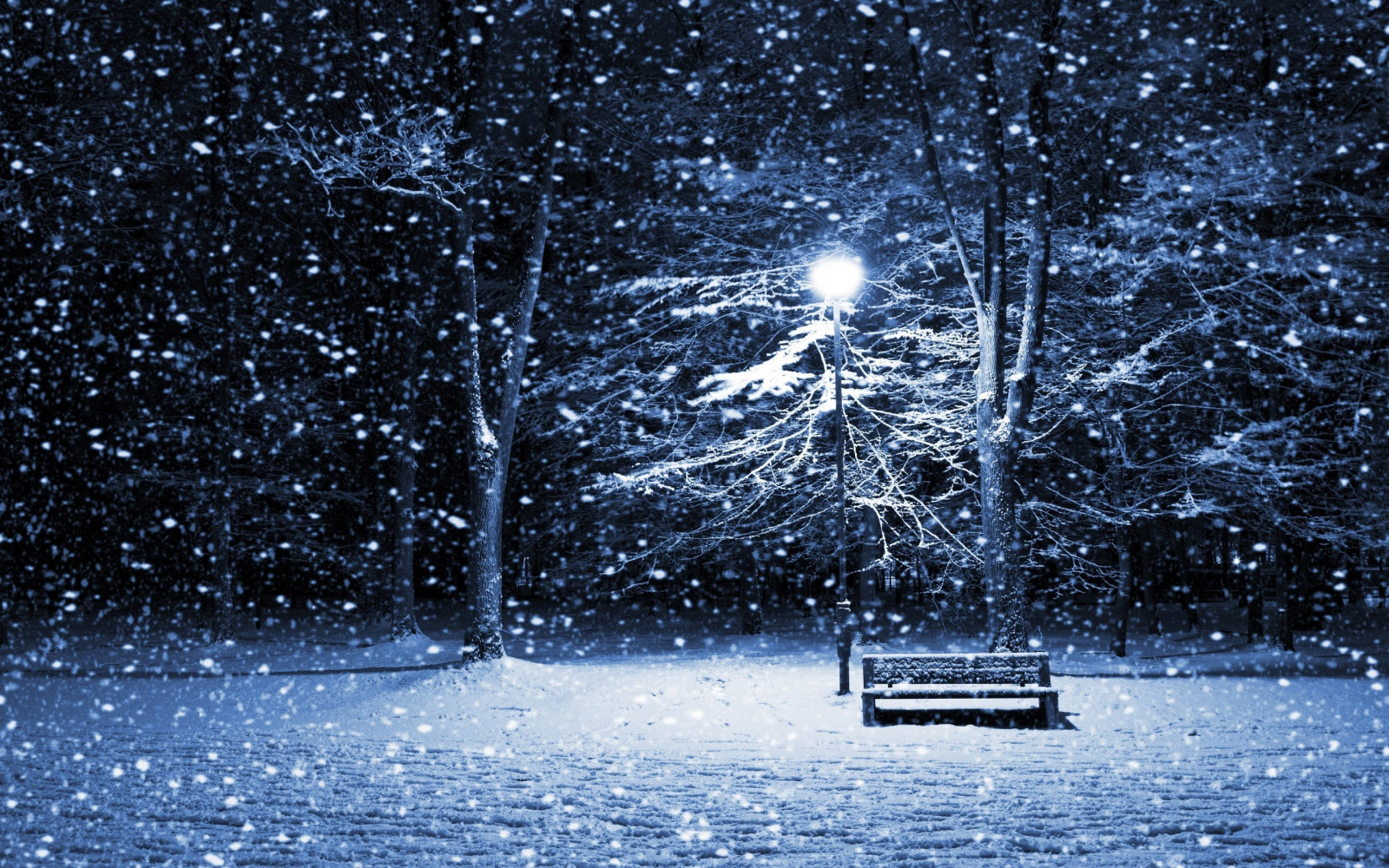 2560x1600 px, Wald, Natur, Schnee, Bäume