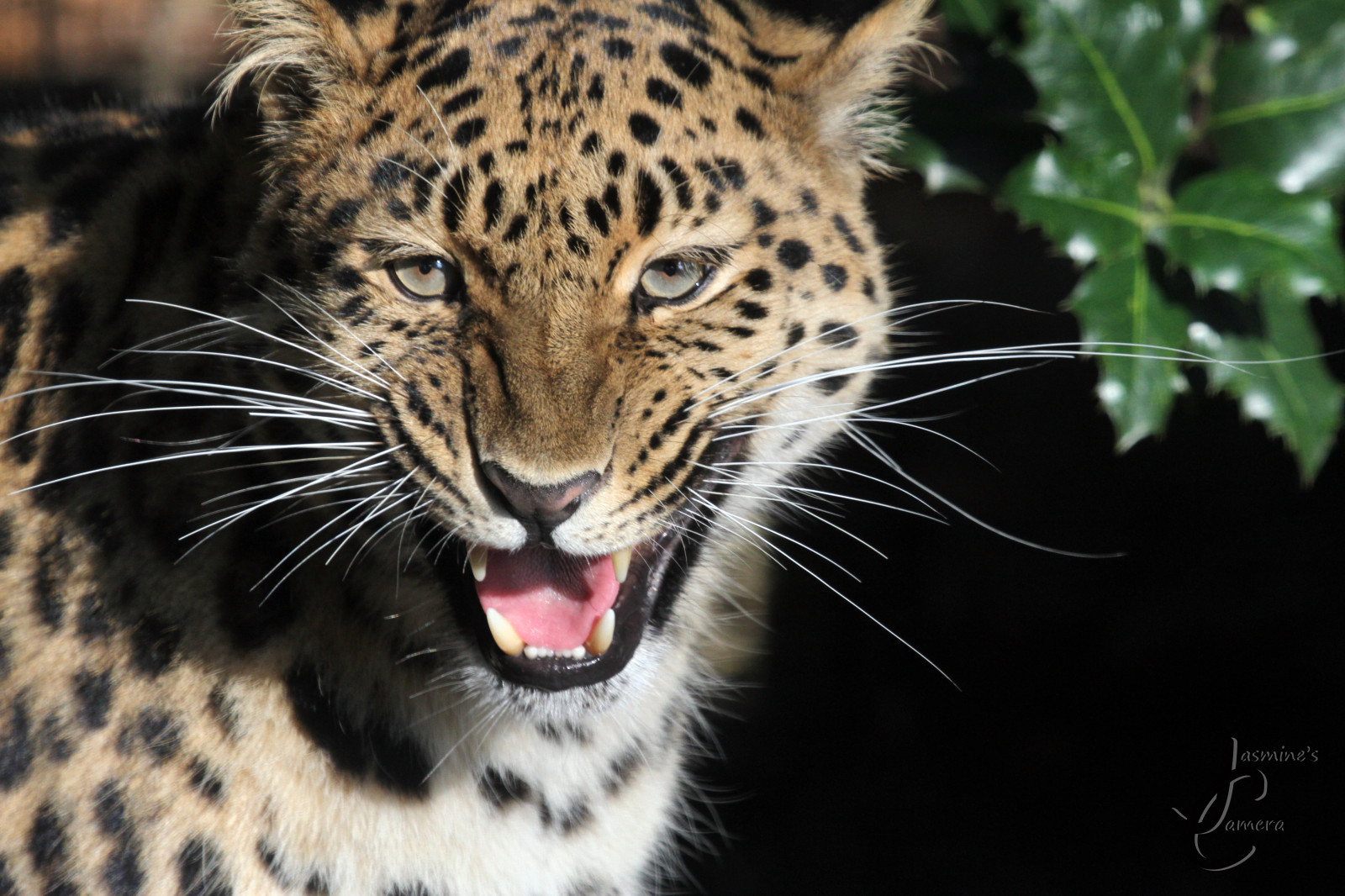 cats, animal, animals, Zoo, cub, mum, leopard, bigcat, marwell, bigcats, amur, amurleopard, marwellzoo, proudmum