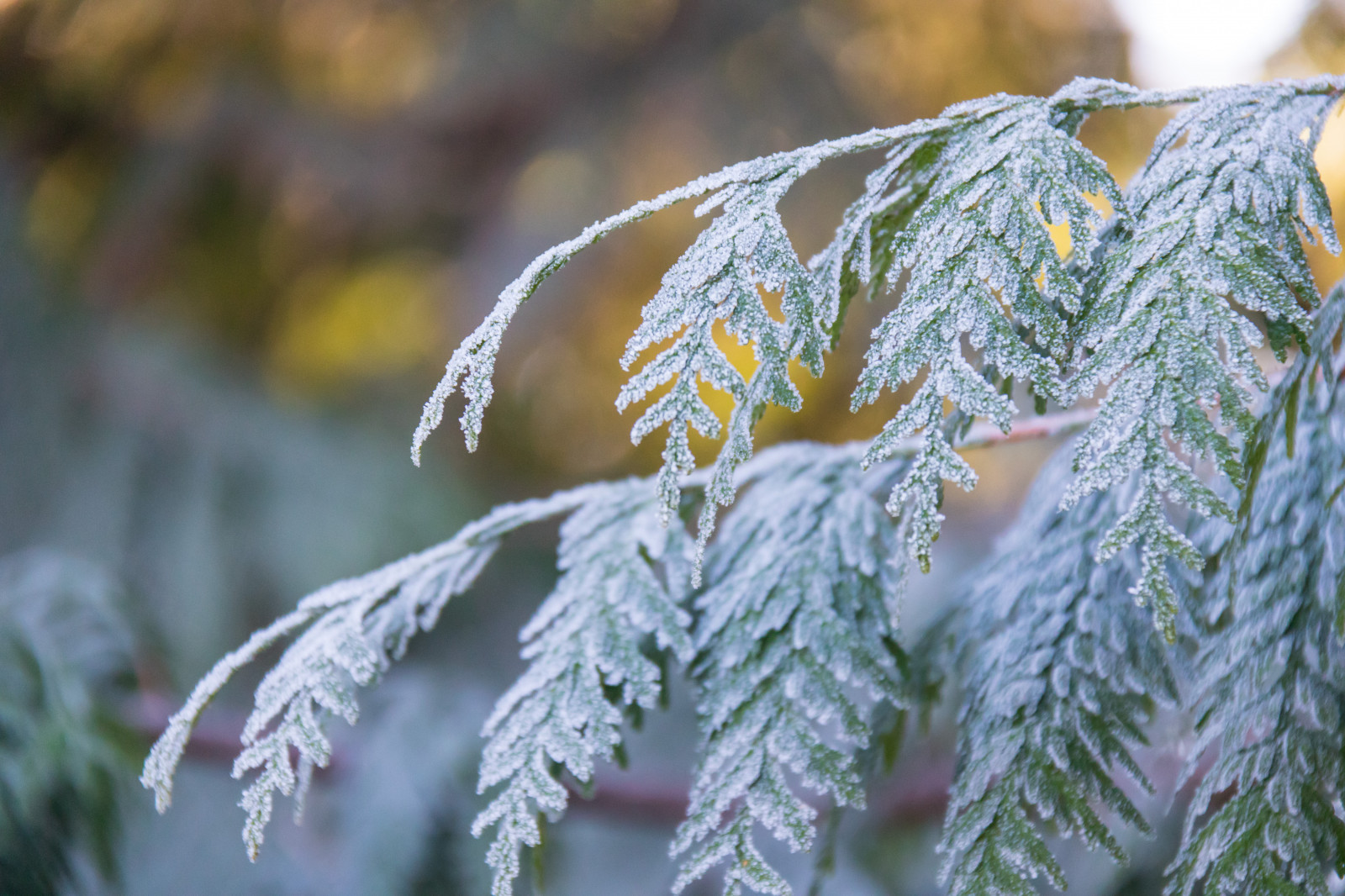 slunečnímu záření, Příroda, zima, větev, zelená, Studený, mráz, smrk, bokeh, Jinovatka, strom, podzim, list, květ, rostlina, sezóna, flóra, Vinter, parku Stadsparken, Trelleborg, jehla, kallt, exif modelu canoneos760d, geocountry, Kamera aby kánon, geocity, Model fotoaparátu canoneos760d, geostate, geolocation, EXIF čočka efs18200mmf3556is, EXIF otvor 56, exif focallength 200mm, exif aby kánon, exif isospeed 1600, rimfrost, Barr, mrazivý, botanika, suchozemská rostlina, kvetoucí rostlina, dřevina, zblízka, makro fotografie, tráva rodina