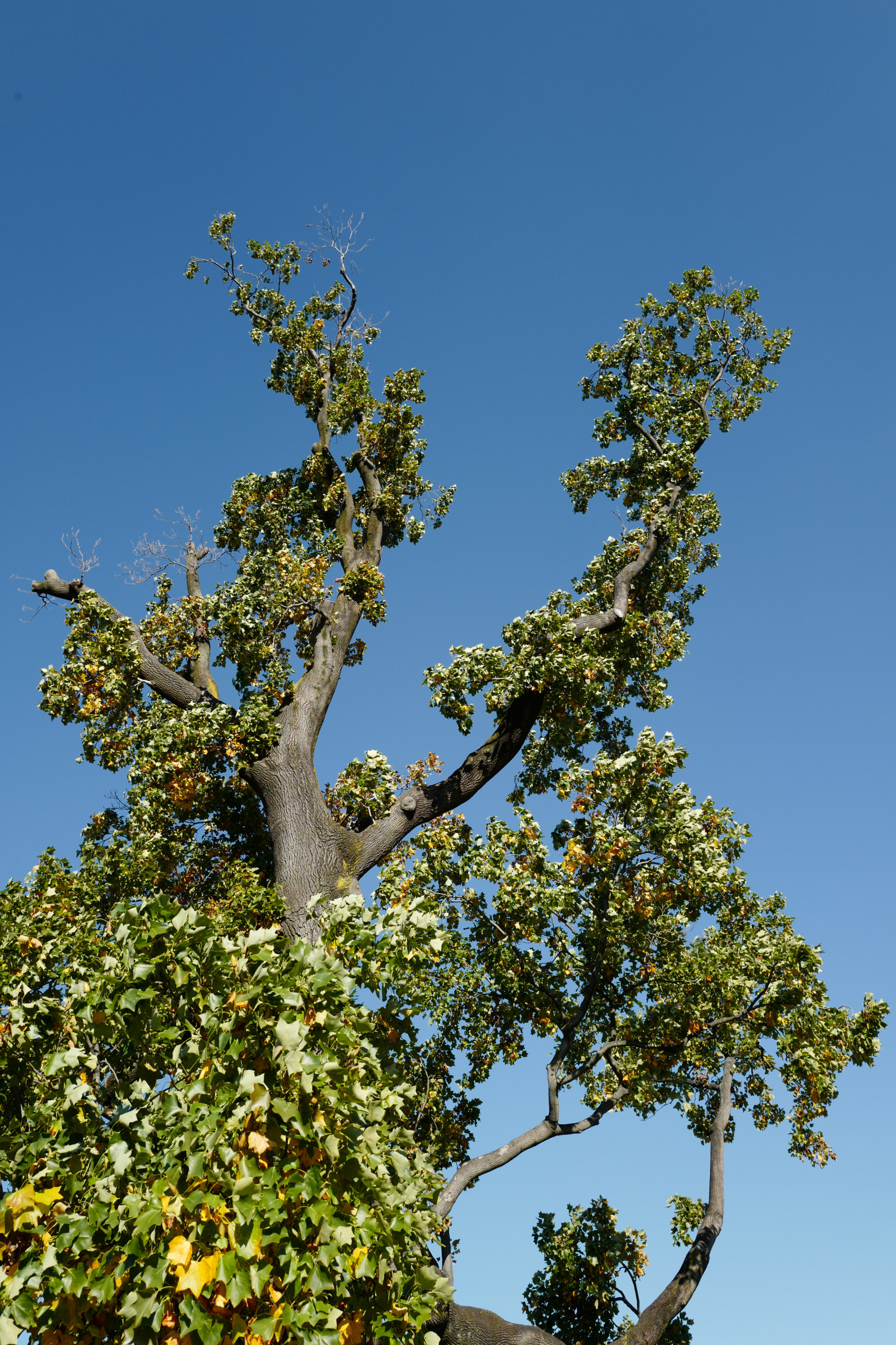 Japan, Natur, Himmel, Ast, Grün, blühen, Leica, Tokio, Jp, Baum, Herbst, Blatt, Blume, Pflanze, Flora, Shinjuku, Shinjukugyoen, Summilux, Leicaq, Summilux1728, Q, 1728, Botanik, Landanlage, blühende Pflanze, Holzige Pflanze, Strauch