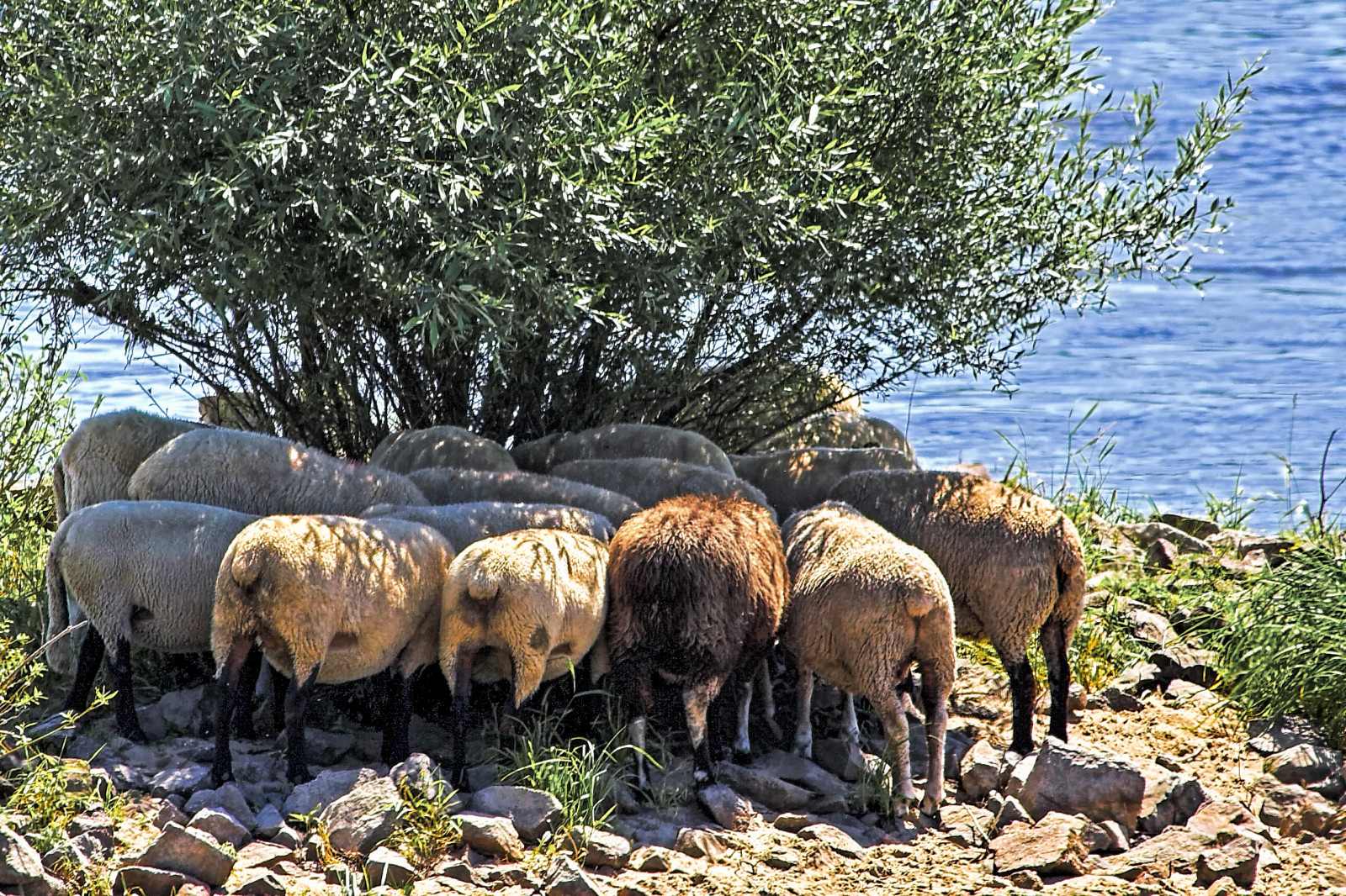 loď, město, architektura, voda, městský, budova, tráva, nebe, panoráma, Německo, geometrie, přístav, město, letní, Evropa, Hamburg, ovce, Labe, atrakce, Speicherstadt, Europa, Krásná, cestovat, venkovní, hospodářská zvířata, přístav, nebe, Michel, přístav, deutschland, pastvina, turista, stádo, kirche, architektur, wasser, Stadt, Hansestadt, letní, Feuerwerk, geb ude, turm, Schafe, hh, Hafen, kráva koza rodina, pastvisko, Schiffe, hafengeburtstag, HafenCity, boote, grasbrook, Elbphilharmonie, hafenviertel, Landstraße, museumsschiffe, Museumsschiff, Michaelis, uhrenturm, heis