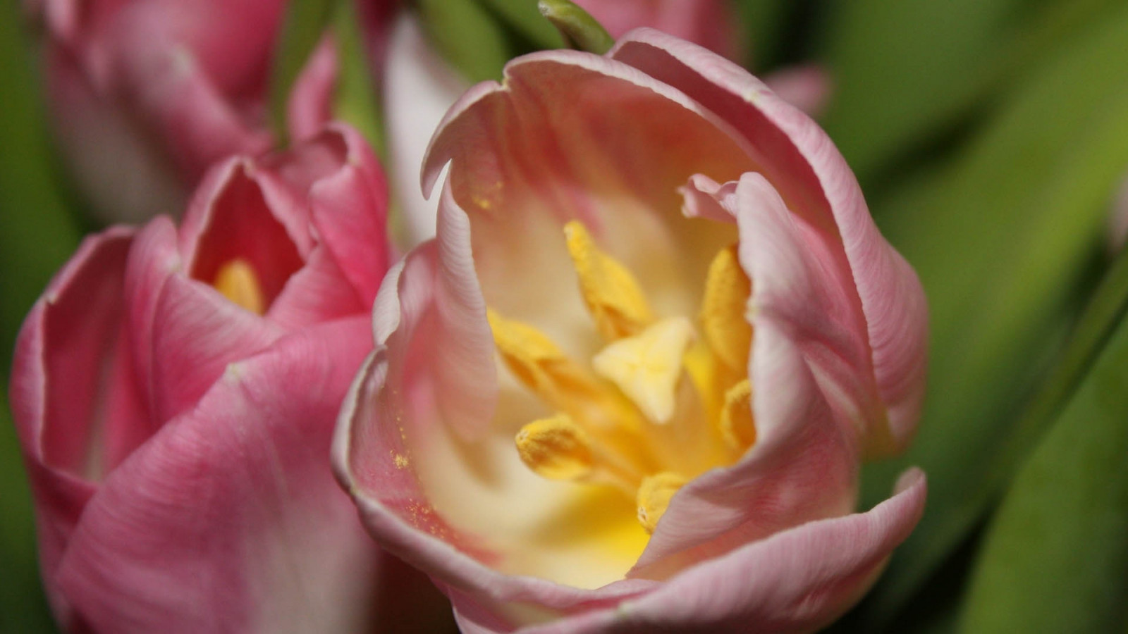 blomster, planter, gul, petals, blomstre, blomst, anlegg, tulipan, flora, knopp, petal, landanlegg, blomstrende plante, nærbilde, makrofotografering, plantestammen, liljefamilien