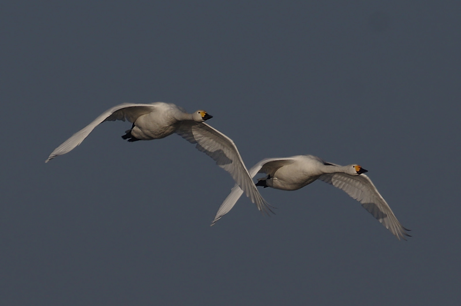 welneywashes, natura, selvaggio, uccello, natura, riserva naturale, wildfowlandwetlandstrust, wwt, Bewick, cigno, Volo