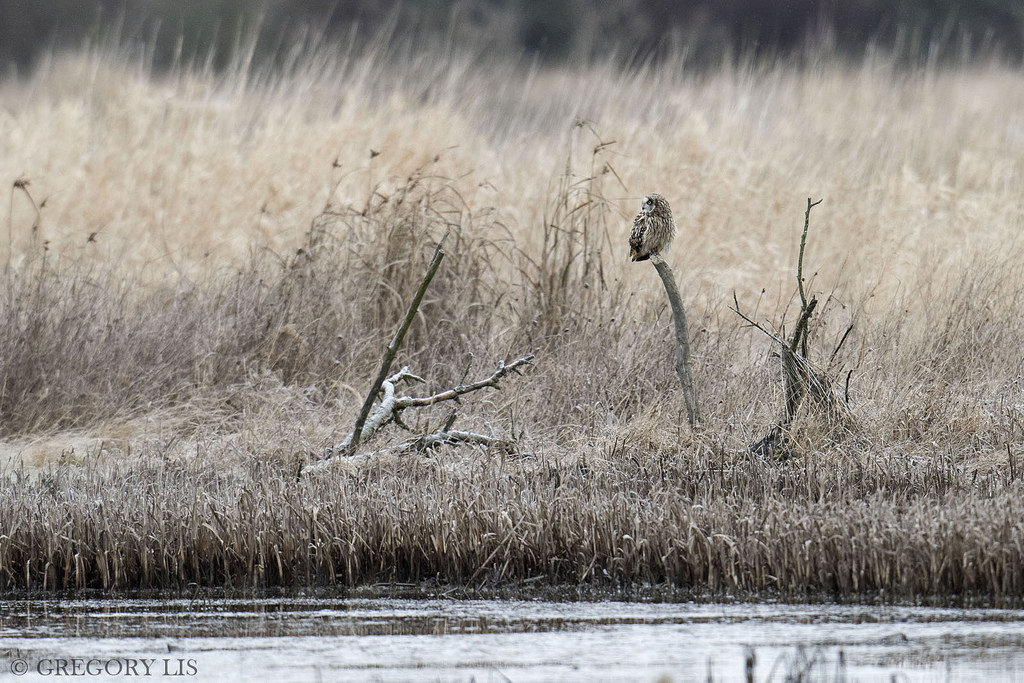 voda, Volně žijících živočichů, sova, bažina, zobák, mokřadní, pták, mimo, fauna, nikond810, bažina, tráva rodina, Phragmites, vodní pták, washingtonstate, ekoregion, bažina, Jeřáb jako pták, asioflammeus, shortearedowl, Gorylis, Gregorylis