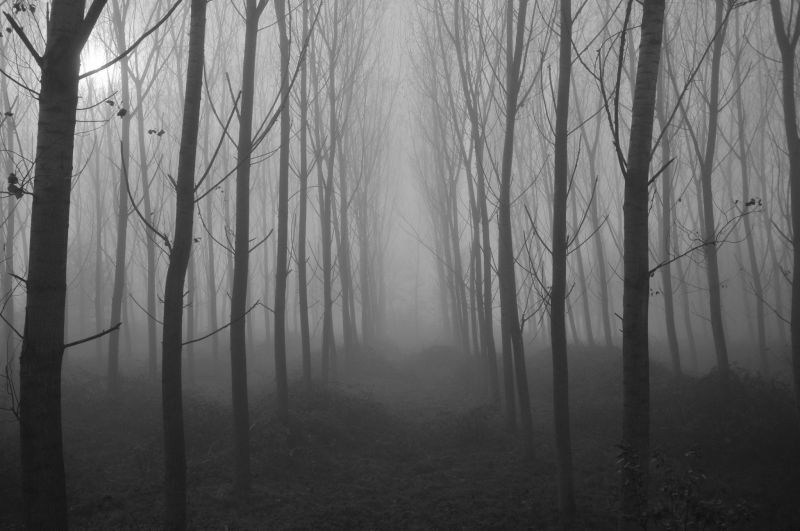 slunečnímu záření, krajina, les, černobílý, Příroda, strašidelný slunečnímu záření, krajina, les, černobílý, Příroda, strašidelný