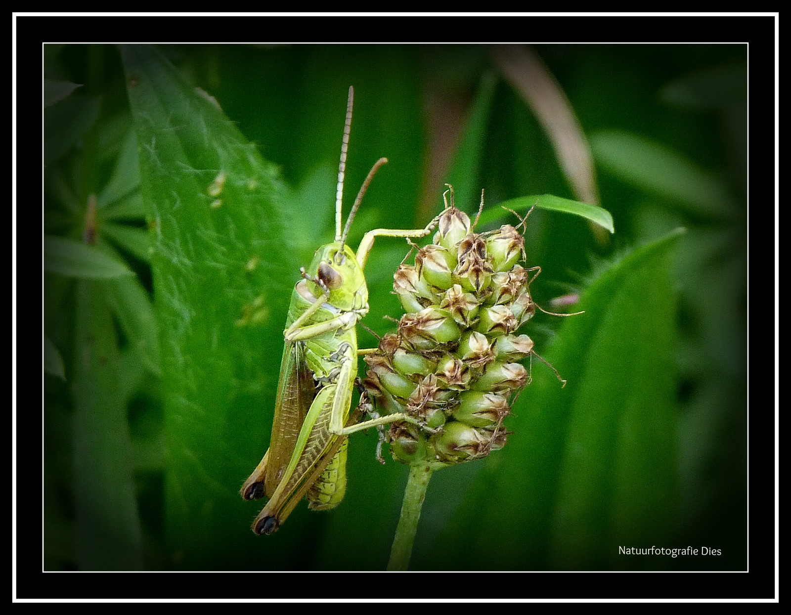 makro, insekt, Thun, Dier, Zwitserland